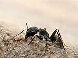 Images of Black Ants Vs Carpenter Ants