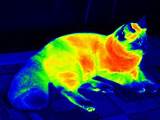 Infrared Light Heat Images