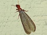 Flying Termites Pictures