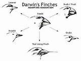 Video On Darwins Theory Of Evolution