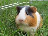 Exotic Rodent Pets Images
