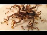 Video Of Fire Ants