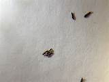 Images of Do White Ants Jump