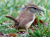 House Finch Singing Pictures