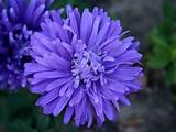 Pictures of Aster Flower Pictures