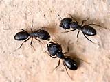 Photos of Ontario Carpenter Ants