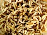 Termite Larvae Pictures Images