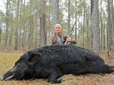 Photos of Hog Hunting Outfitters In South Carolina