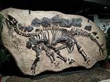 Dinosaur Fossil Information Pictures