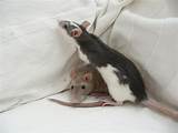 Photos of Rat Pet