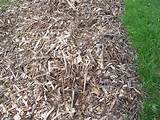 Is Wood Chips Mulch