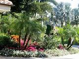 Best Florida Landscape Plants Pictures