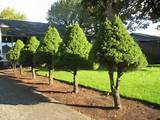Photos of Trees For Landscaping