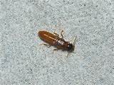 Photo Termite Pictures