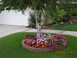 Trees For Front Yard Landscaping Photos