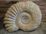 Images of Fossils Pictures