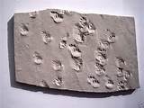 Images of Examples Of Trace Fossils