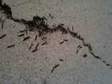 Photos of Baby Termites Size
