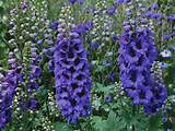 Pictures of Flowers That Look Like Delphiniums