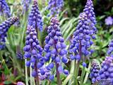 Photos of Muscari Flower