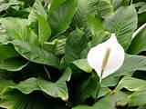 Plant With Big Leaves And White Flower