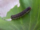 Images of Caterpillars Pest Identification
