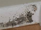 Pictures of Black Mold Removal