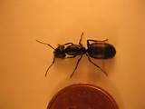 Quebec Carpenter Ants Pictures