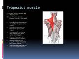 Trapezius Muscle Exercises