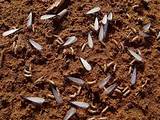 Pictures of Subterranean Termite Swarmer