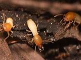 Pictures of Termites Compared To Ants