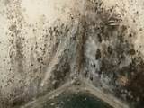 Mildew And Mold Removal Images