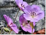 Photos of Purple Summer Flowers