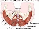 Images of My Pelvic Floor Muscles Are Weak