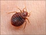 What Is The Best Pest Control For Bed Bugs Pictures