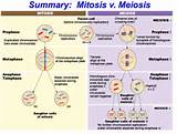 Photos of Describe The Role Of Mitosis In Cell Repair