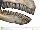 Dinosaur Fossil Teeth Pictures