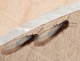 Termites Have Wings