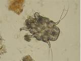 Images of Cat Mite Medication