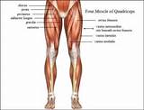 Quadriceps Muscle Exercises Images
