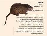 What Is A Nutria Rat