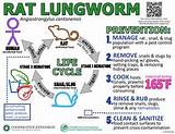 Rat Lungworm Disease