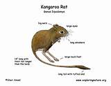 What Is A Kangaroo Rat