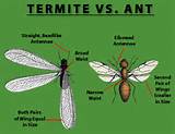 Images of Termite Wings Vs Ant Wings