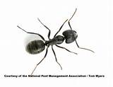 Carpenter Ants Oregon Pictures