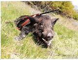 Boar Hunting Outfitters Pictures