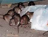 The Best Rat Poison Photos
