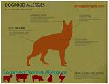 Medication For Dog Skin Allergies Photos