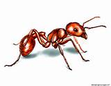 Orange Oil Carpenter Ants Pictures