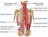 Facts About Core Muscles Pictures